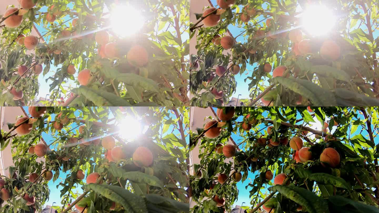 成熟的桃子挂在树上，阳光明媚