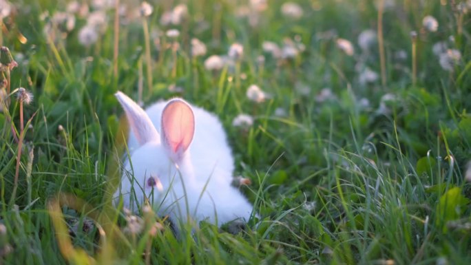 一只毛茸茸的白兔正坐在绿色的草地上。兔子和午餐。
