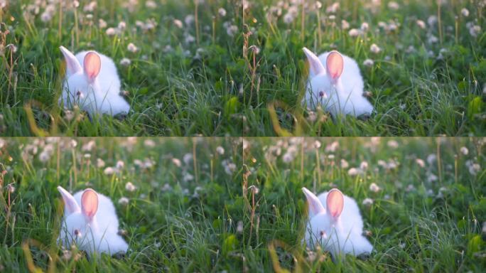 一只毛茸茸的白兔正坐在绿色的草地上。兔子和午餐。