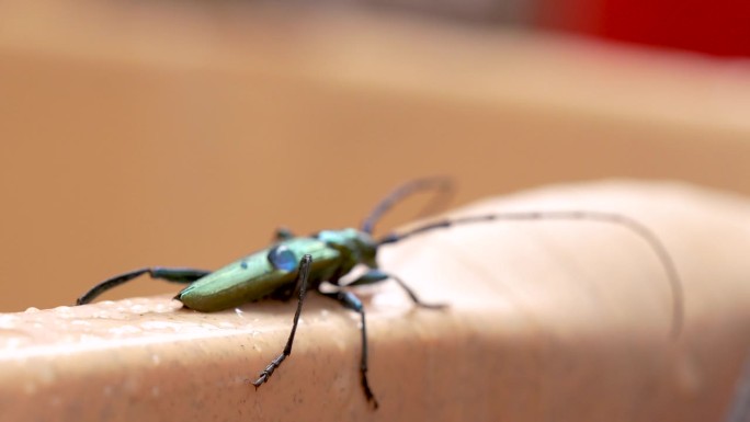 麝香甲虫特写展示了闪亮的身体与金属绿色，青铜色调闪烁