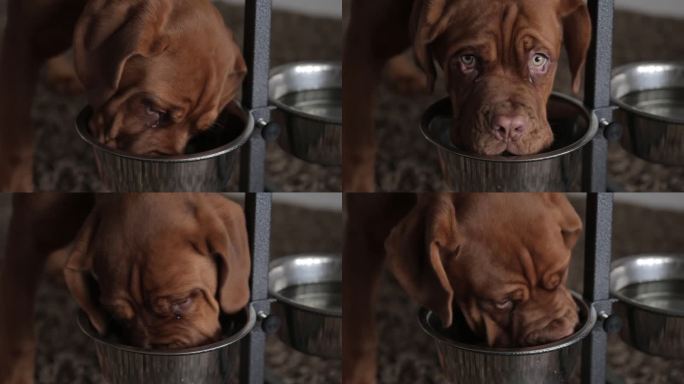 Dogue de Bordeaux在室内用金属碗吃特殊的食物。纯种狗，在家里吃特殊的干粮