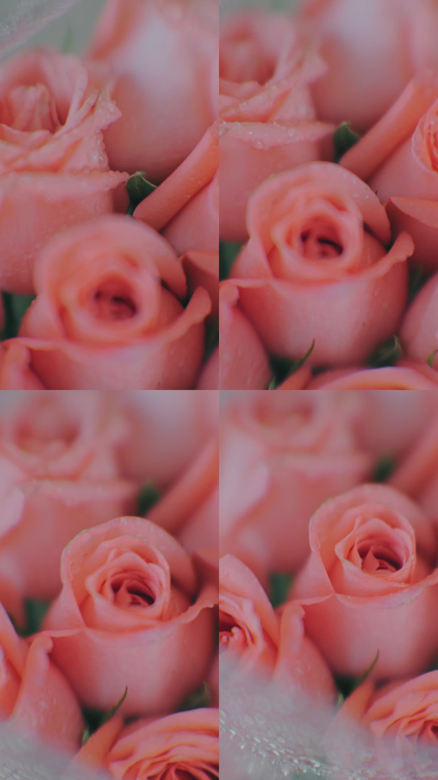 情人节的玫瑰粉色花朵花朵微距特写花苞