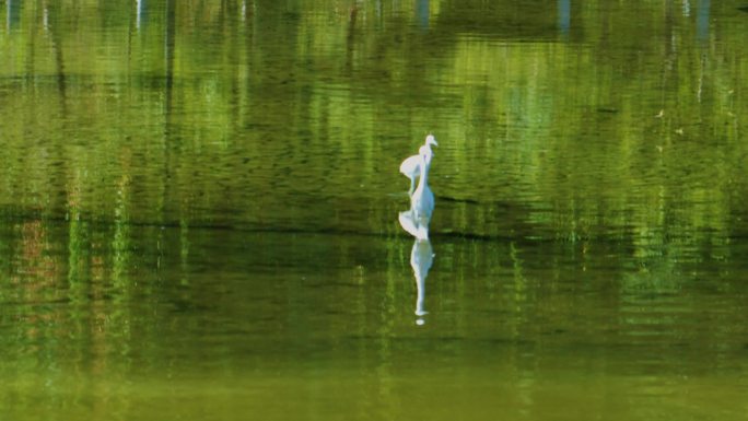 鹤飞到湖面