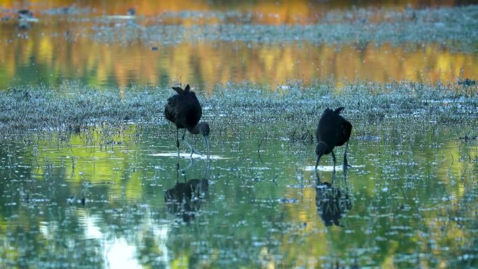 两只朱鹮- Plegadis Falcinellus -水鸟在意大利北部沼泽在早晨温暖的灯光