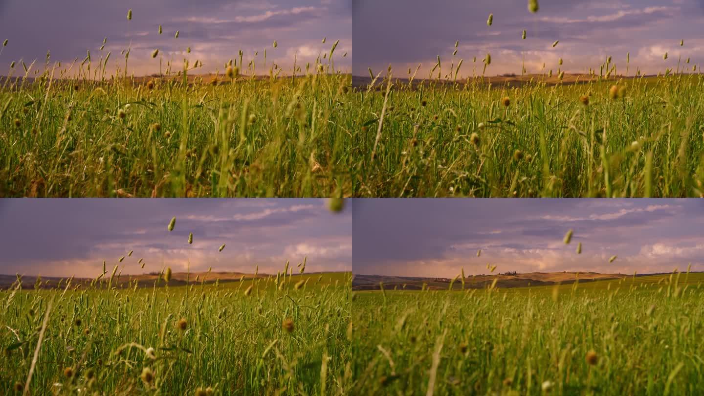 托斯卡纳宁静的乡村，绿色的麦田在微风中摇曳