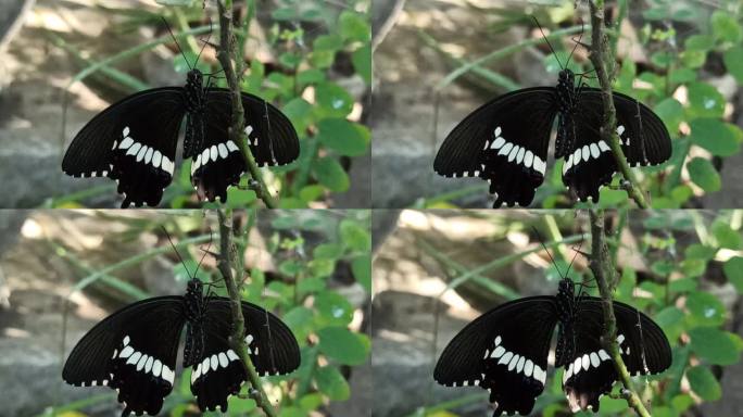 蝴蝶首先破茧而出破茧首次飞行昆虫学