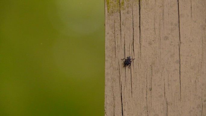 斑点灯笼蝇若虫一动不动地站在栅栏柱子上