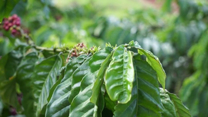 在越南林东，满是成熟和绿色浆果的罗布斯塔咖啡树枝准备被收获