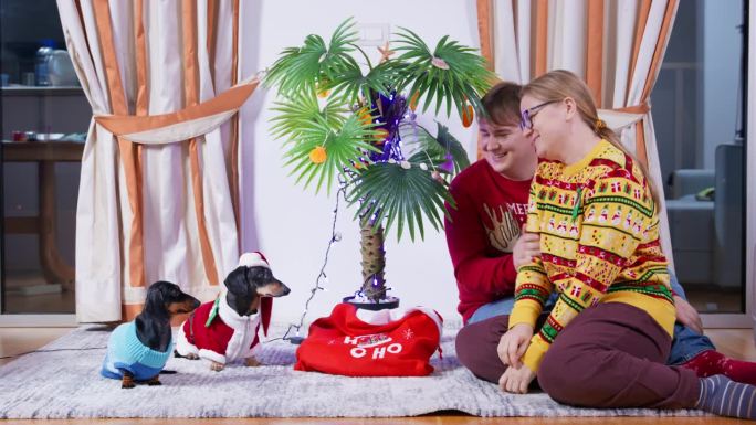 一家人带着两只穿着舒适毛衣的狗庆祝热带圣诞节，互赠礼物