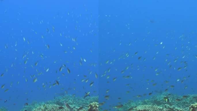 水下有鱼的珊瑚礁。诗巴丹岛Semporna。马来西亚。