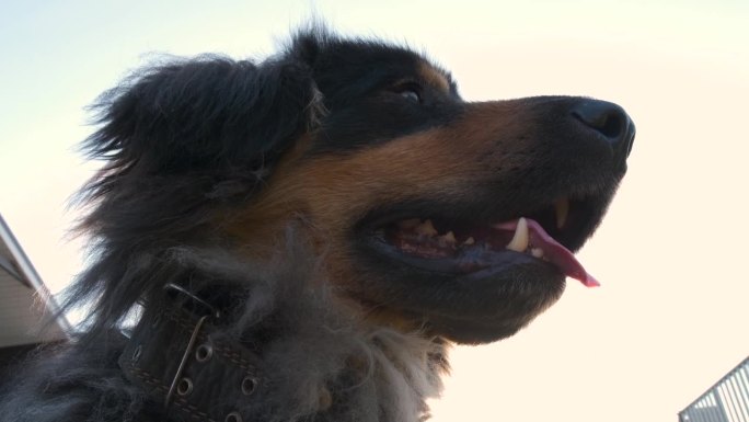 户外黑色护卫犬的特写肖像。蒙古犬或班克哈尔犬种。