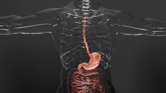 人体胃和食道解剖结构，人体与消化系统器官，肠道，胆囊，胃肠道，医学概念动画，3d渲染