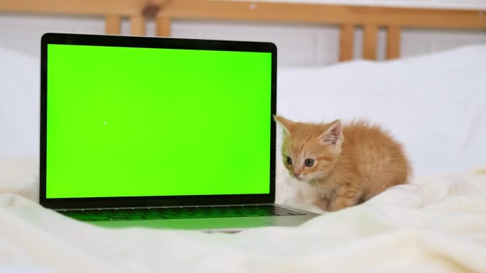 红色小猫咪看着绿屏的笔记本电脑。猫和小猫的商品广告。色度键。