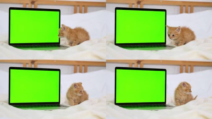 红色小猫咪看着绿屏的笔记本电脑。猫和小猫的商品广告。色度键。