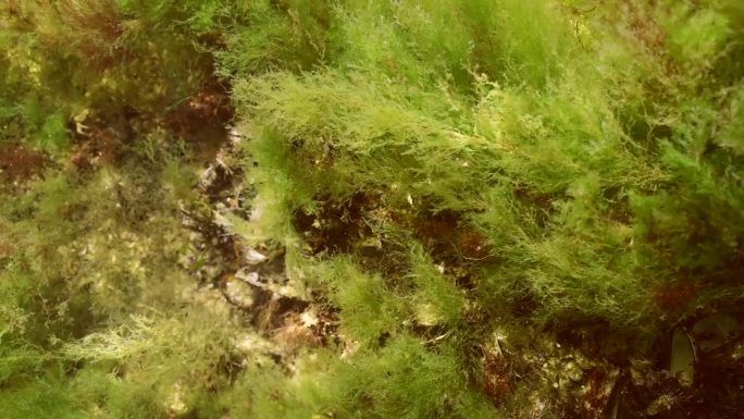 黑海的礁石上覆盖着绿藻海莴苣