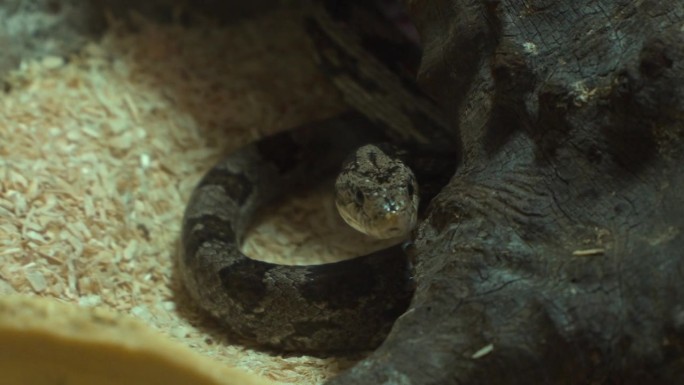 藏在木头下的灰玉米蛇(Pantherophis Guttatus)特写