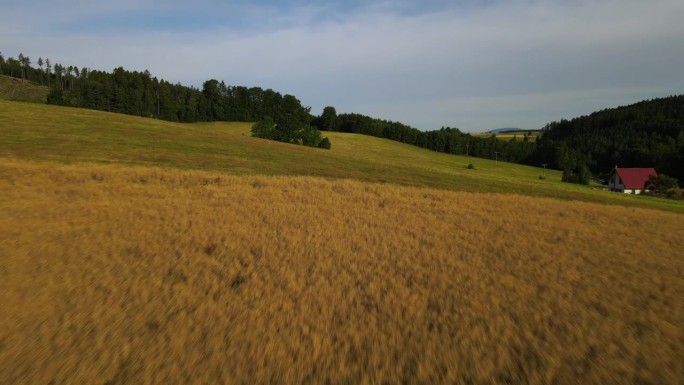 农家宅院和农田配以金色的麦田，农业景观优美