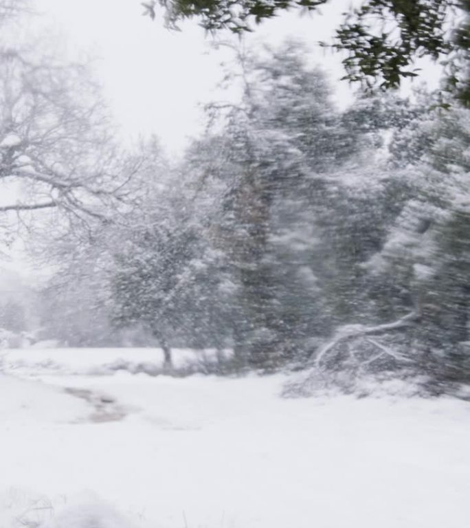 垂直视频-在茂密的森林里，大雪落在树上的慢动作