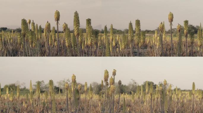 芦荟植物的观点，平移拍摄而经过在日落