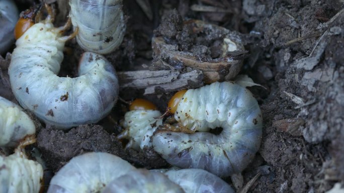 许多鹿角甲虫的幼虫在花园的地面上
