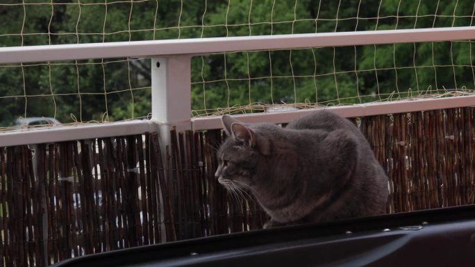 猫正坐在阳台上。阳台上的猫安全网。这段视频是手工拍摄的