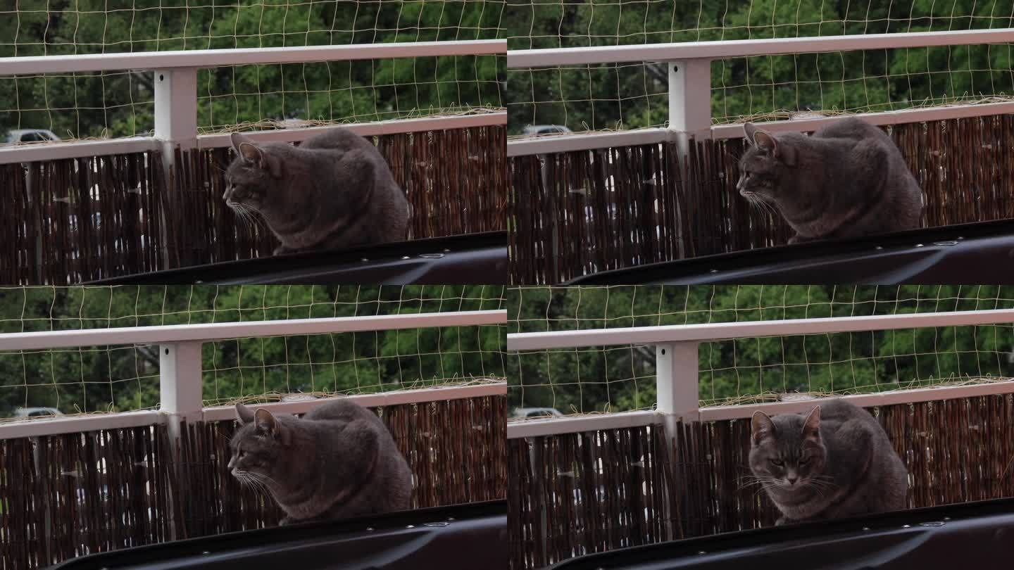 猫正坐在阳台上。阳台上的猫安全网。这段视频是手工拍摄的