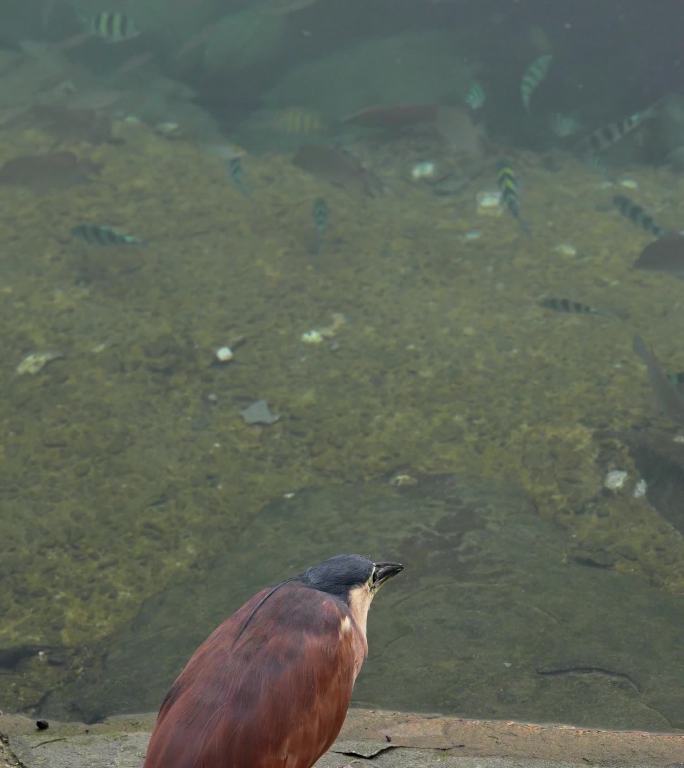 飞禽夜行者棕夜鹭：溪流边伺机利用面包捕鱼