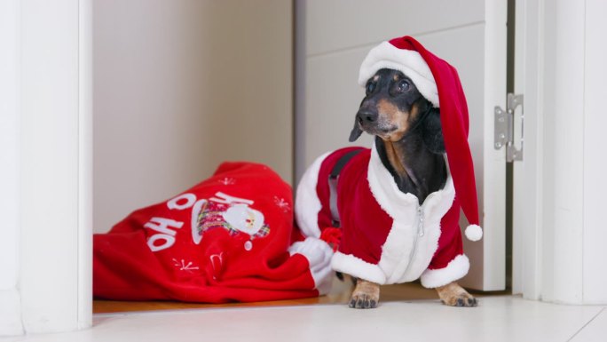 圣诞老人腊肠狗给人们带来红色袋子里的礼物