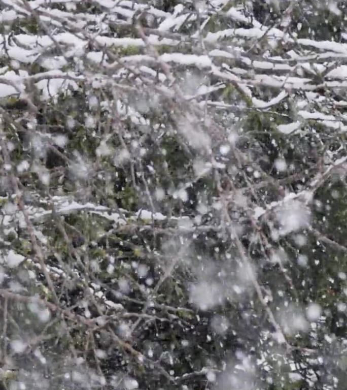 垂直视频-在茂密的森林里，大雪落在树上的慢动作