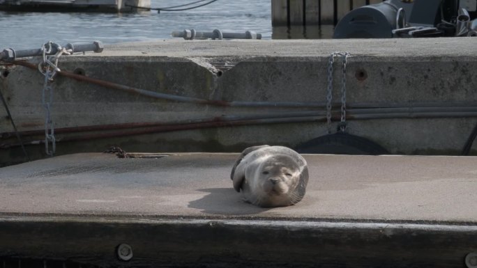 一只可爱的灰海豹躺在浮船坞上。