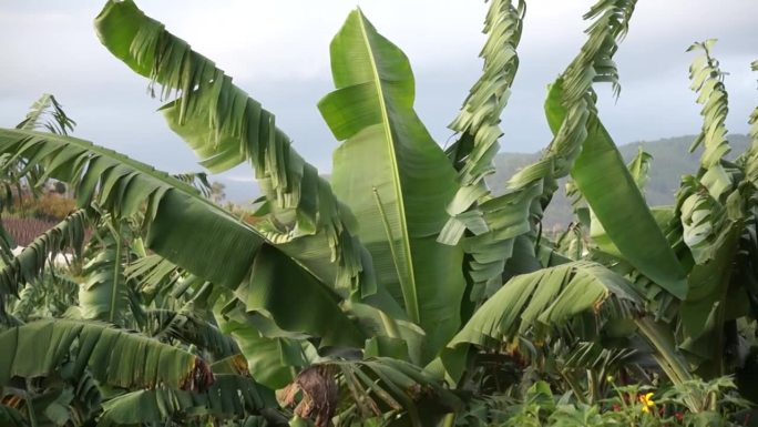 在越南林东种植的香蕉花园里，香蕉叶子被风吹得支离破碎