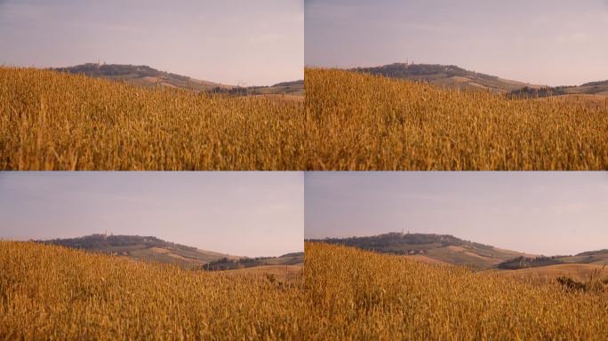 风景秀丽的金色小麦作物在田园诗般的夏日乡村，托斯卡纳