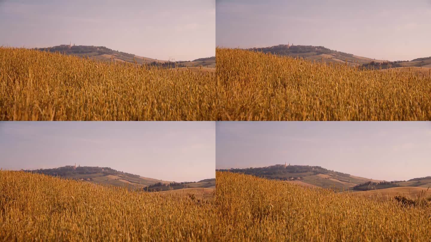 风景秀丽的金色小麦作物在田园诗般的夏日乡村，托斯卡纳