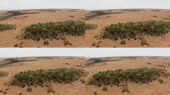 无人机拍摄的肯尼亚马赛马拉干旱的景观，从高空俯瞰广阔的非洲风景，广角拍摄的灌木丛和稀树草原