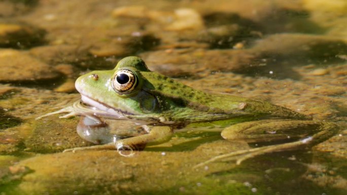 野生绿蛙在阳光明媚的日子里在浅池塘里放松，近距离拍摄