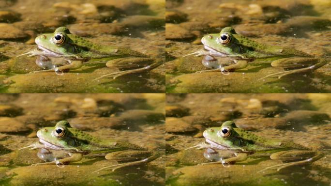 野生绿蛙在阳光明媚的日子里在浅池塘里放松，近距离拍摄