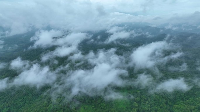 云雾缭绕的山间山谷景观，山间日出，鸟瞰森林树木，雨林生态，健康环境的理念