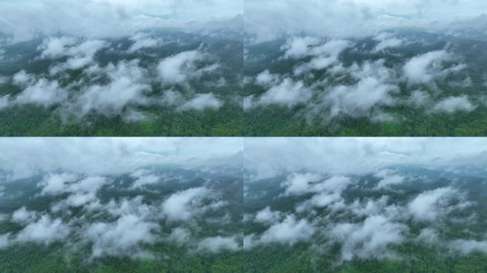 云雾缭绕的山间山谷景观，山间日出，鸟瞰森林树木，雨林生态，健康环境的理念