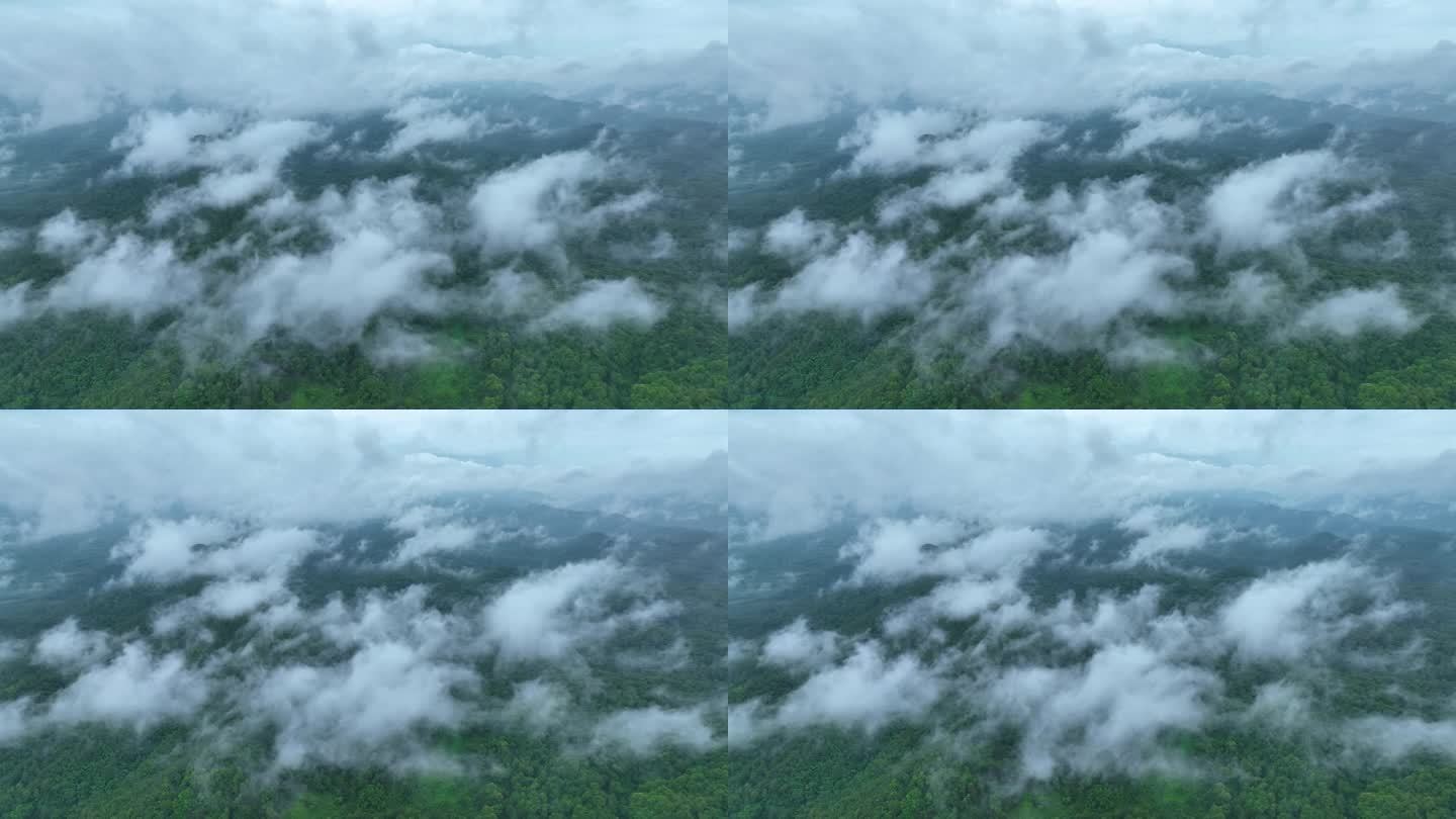 云雾缭绕的山间山谷景观，山间日出，鸟瞰森林树木，雨林生态，健康环境的理念