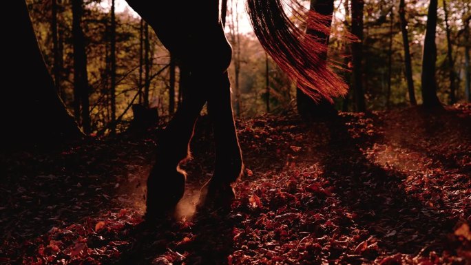 慢动作，剪影:马在金色的阳光下小跑着穿过秋天的森林