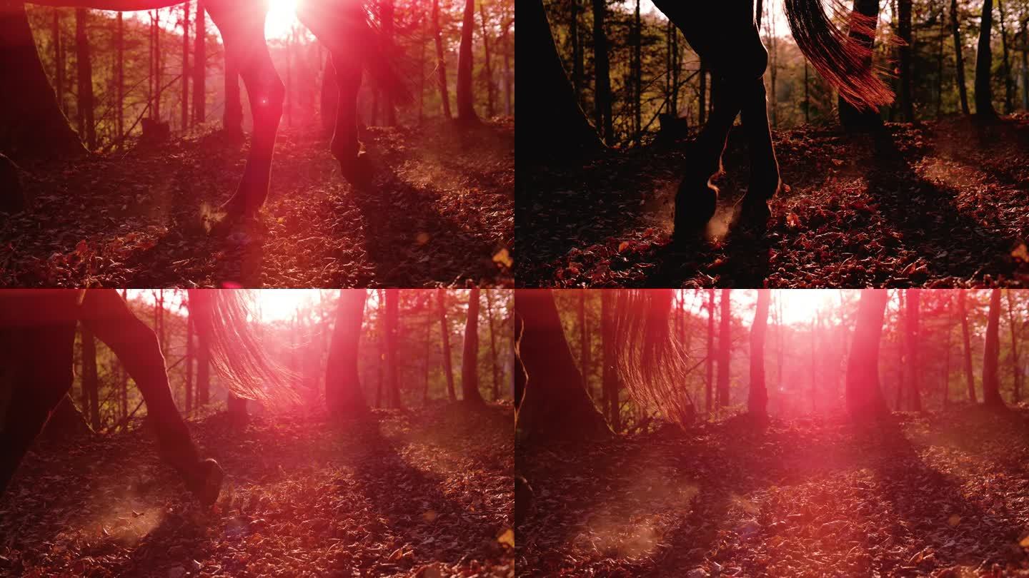 慢动作，剪影:马在金色的阳光下小跑着穿过秋天的森林