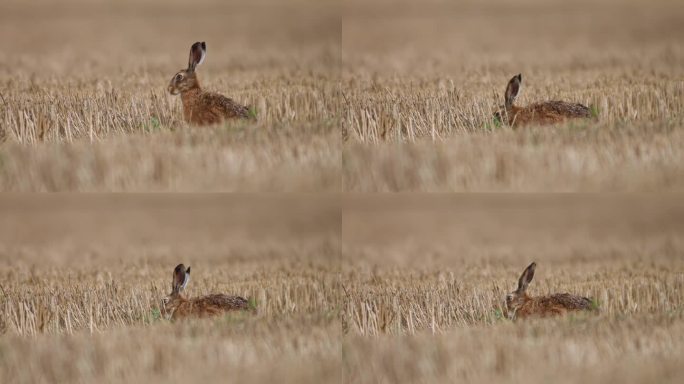 欧洲褐兔(Lepus europaeus)坐在收获的残茬地里