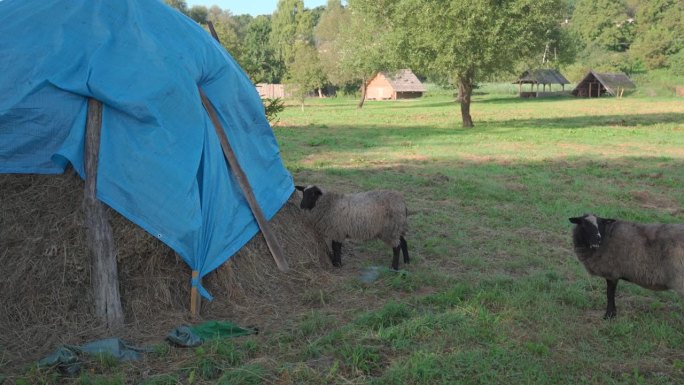 在阳光明媚的农场里，两只羊在露天的畜栏里。羊在乡下散步，用堆里的稻草吃草和干草。种羊，畜牧理念。自然