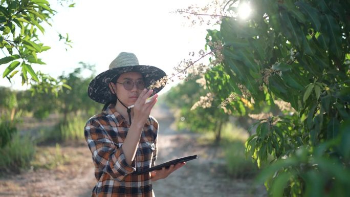 在亚洲农业农村，年轻聪明的农民妇女正在芒果果园里核对数据，园丁在自然农田里用平板技术记录研究