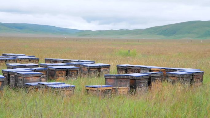 平原上的蜂巢农作物农产品视频素材