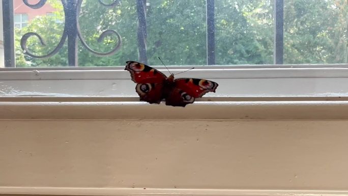 窗户上的蝴蝶。孔雀蝴蝶在窗户上