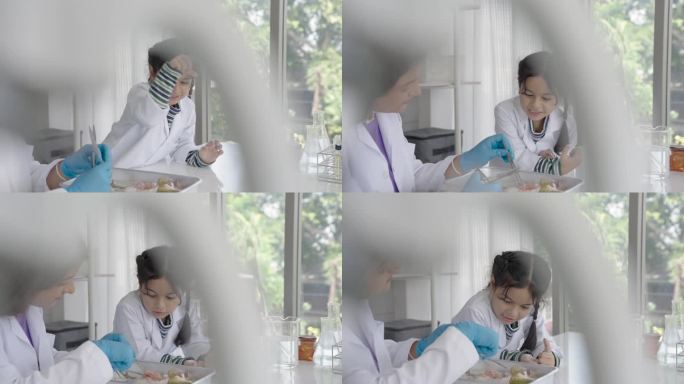 年轻的女科学老师和可爱的印度女孩在生物实验室里解剖青蛙。