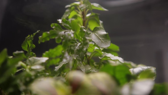 多肉植物生长在一个罐子极端特写。树叶背景上的水滴