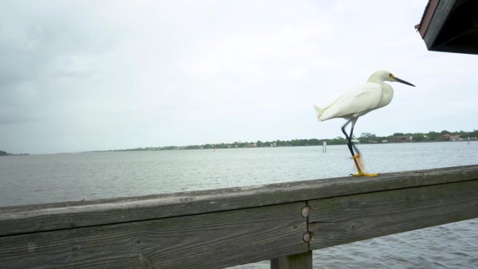 在佛罗里达州代托纳市哈利法克斯河码头的栏杆上行走的白鹭。
