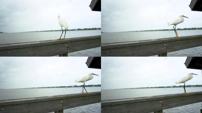 在佛罗里达州代托纳市哈利法克斯河码头的栏杆上行走的白鹭。